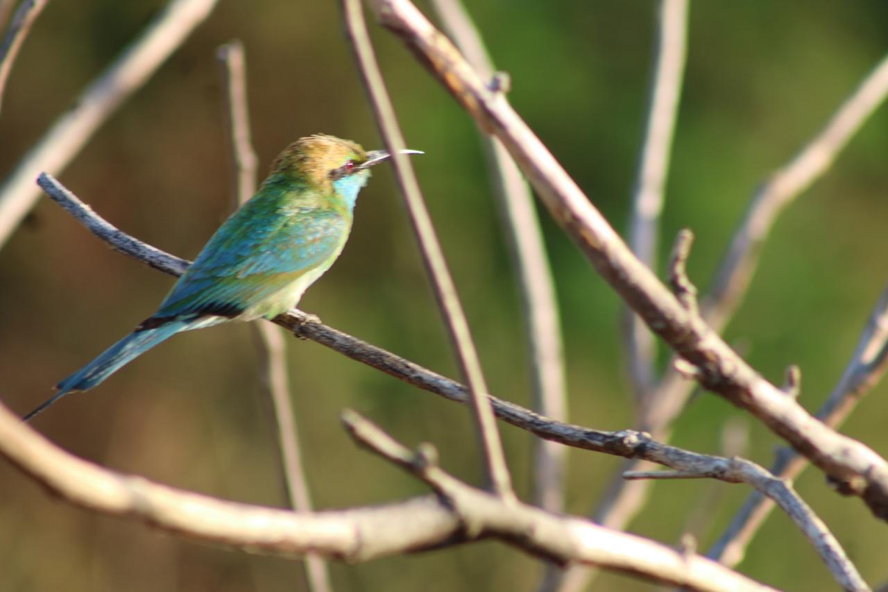 Inn Birds Paradise *