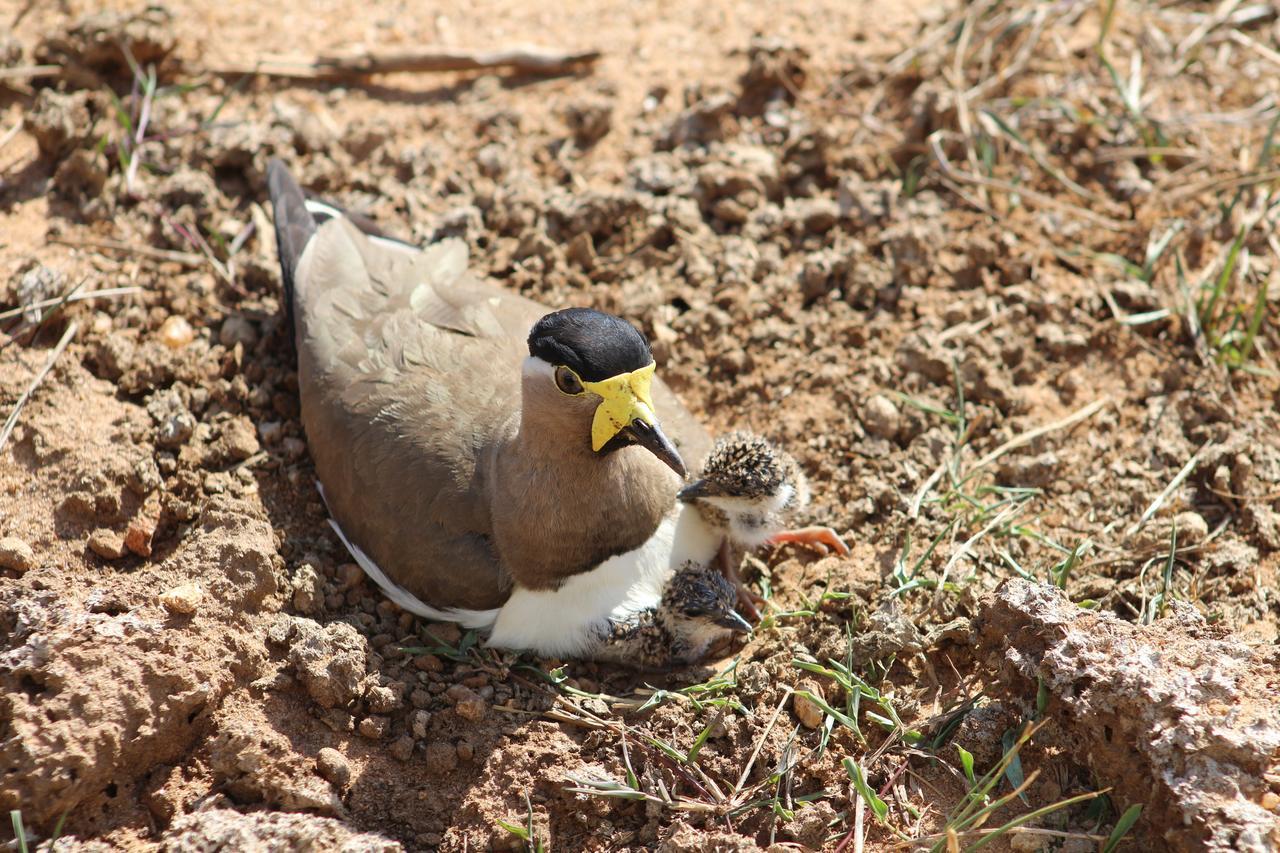 Birds Paradise Мініготель Удавалаве