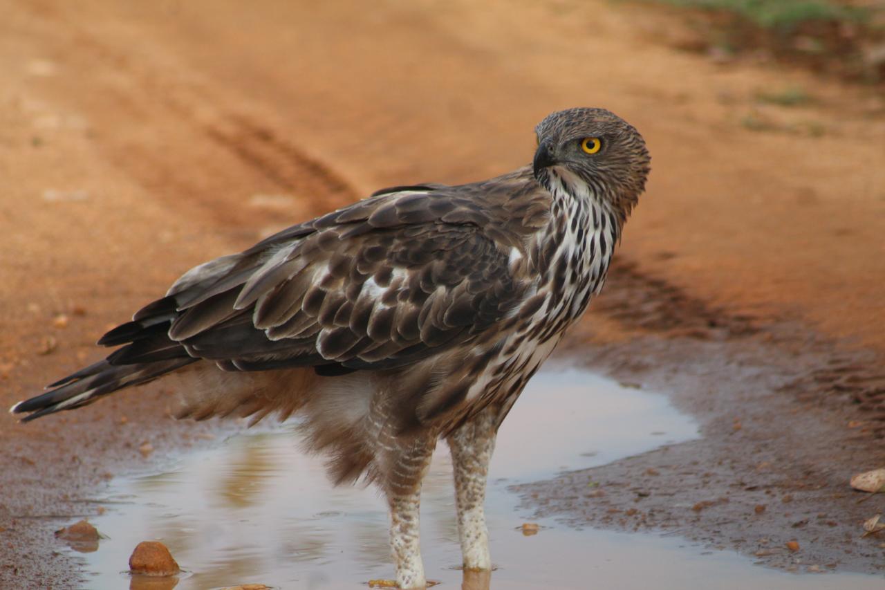 Birds Paradise * Udawalawe